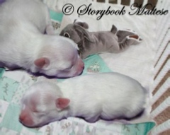 Maltese puppies 3 days old