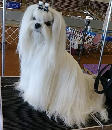 Stunning example of AKC Champion Maltese dog