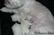 Newborn Maltese Puppies