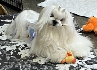 Announcing our next show dog: A stunning Maltese with a confidence ready to impress the judges and audience