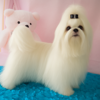 Storybook's Chasing The Dream Beautiful New AKC Show Maltese