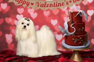 AKC Grand Champion Maltese Dog