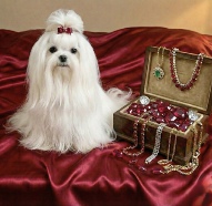 A playful Maltese dog with a pink collar, jumping up on its hind legs in a sunny backyard.