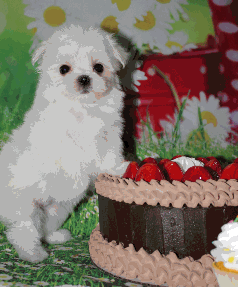 Adorable Maltese puppy with birthday cake