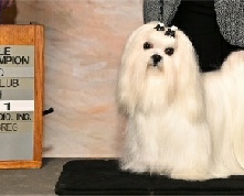 AKC Champion Maltese puppy with silky white coat posing on show table