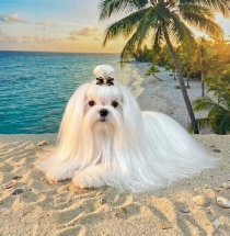 A close-up of a Maltese dog's face, showcasing its dark, expressive eyes and shiny, white fur A close-up of a Maltese dog's face, showcasing its dark, expressive eyes and shiny, white fur