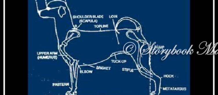 AKC Maltese Breed Standard