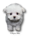 Maltese Super Puppies
