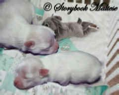 Maltese puppies 3 days old