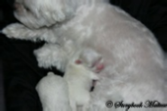 Newborn Maltese Puppies