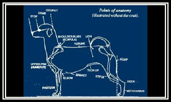 AKC Maltese breed standard