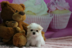 Maltese puppies 4 weeks old